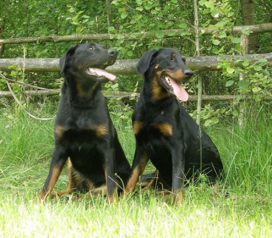 szczenięta owczarek francuski beauceron- sprzedam