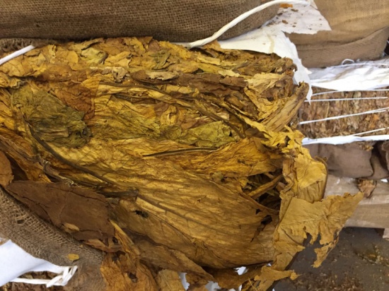 Bułgarski Liść Tonga i Strips