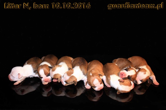 AMSTAFF - American Staffordshire Terrier -wybitne szczenięta- ZKw
