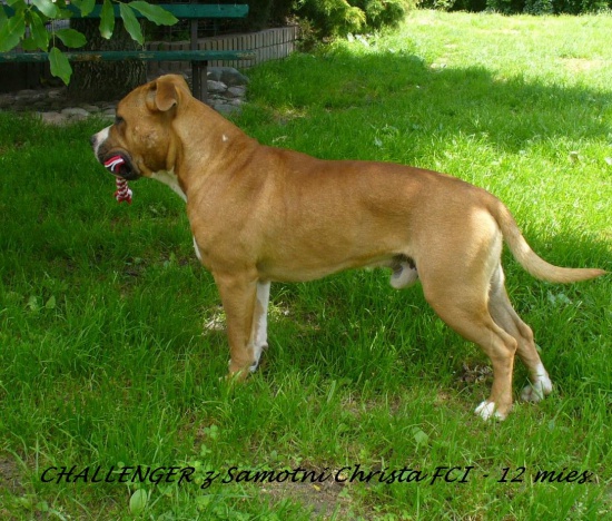 AMSTAFF-AMRICAN STAFFORDSHIRE TERRIER rod ZKwP/FCI