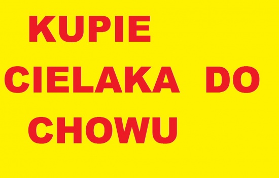 Kupie cielaka do chowu.