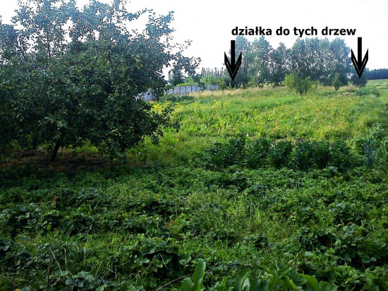 działka budowlana 0,4 ha Błonie Wieś  429 000zł