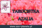 Azalia ezo-planeta.pl