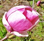 Gdynia - kwiat magnolii.