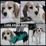 piękna Luna
