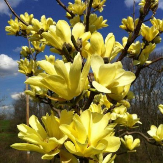 Magnolia Yellow River Fei Huang sadzonka w pojemniku 