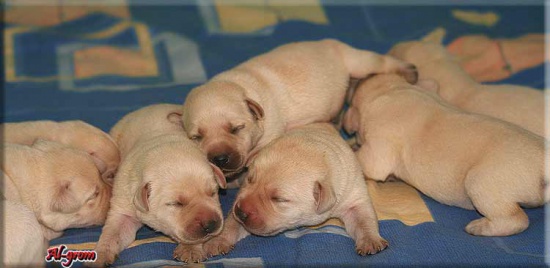 Labrador Retriever biszkoptowe szczenieta FCI
