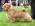 Norfolk terrier