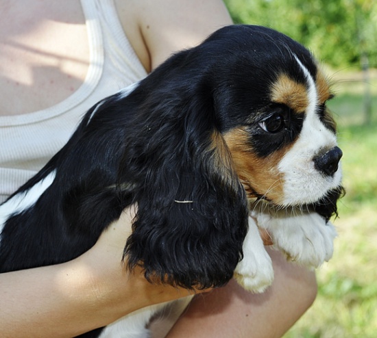 Sprzedam szczenieta CAVALIER KING CHARLS SPANIEL po Ch.