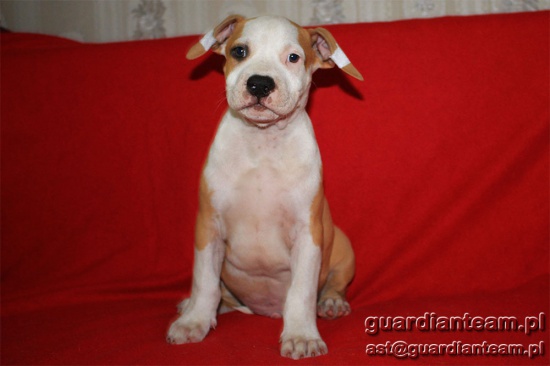 Amstaff - piesek wystawowy  American Staffordshire Terrier - ZKwP