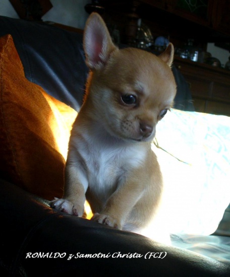 CHIHUAHUA z rodowodem ZKwP/FCI/ po CH.