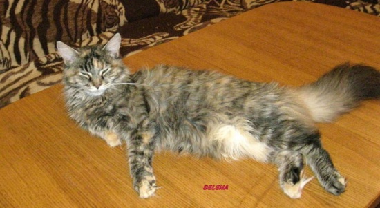 KOTECZKA MAINE COON
