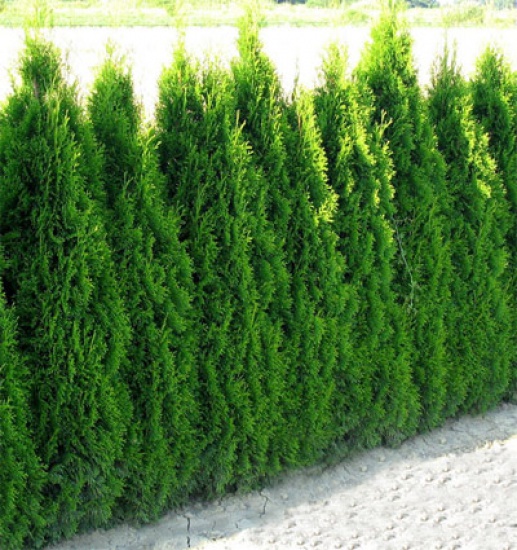 Oferuję przycinanie tui iglaków krzewów Grodzisk Mazowiecki
