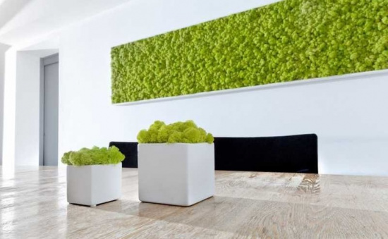 Żywa ściana z mchu - zielona ściana 1m2
