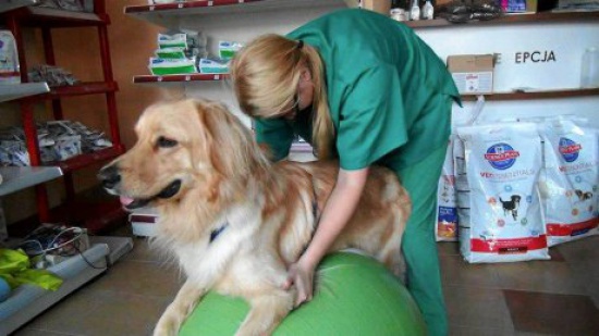 Zoofizjoterapeuta - rozpoczynamy nową rekrutację!